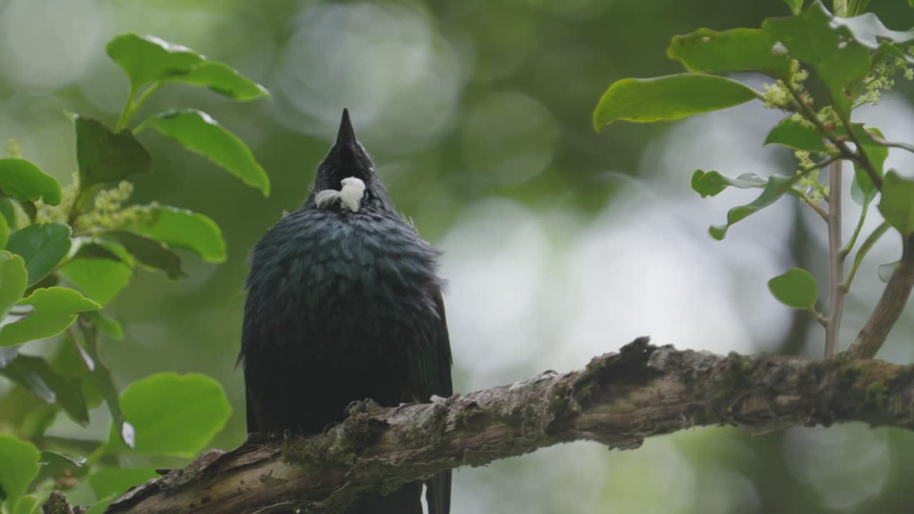 뉴질랜드의 토착 새 tui