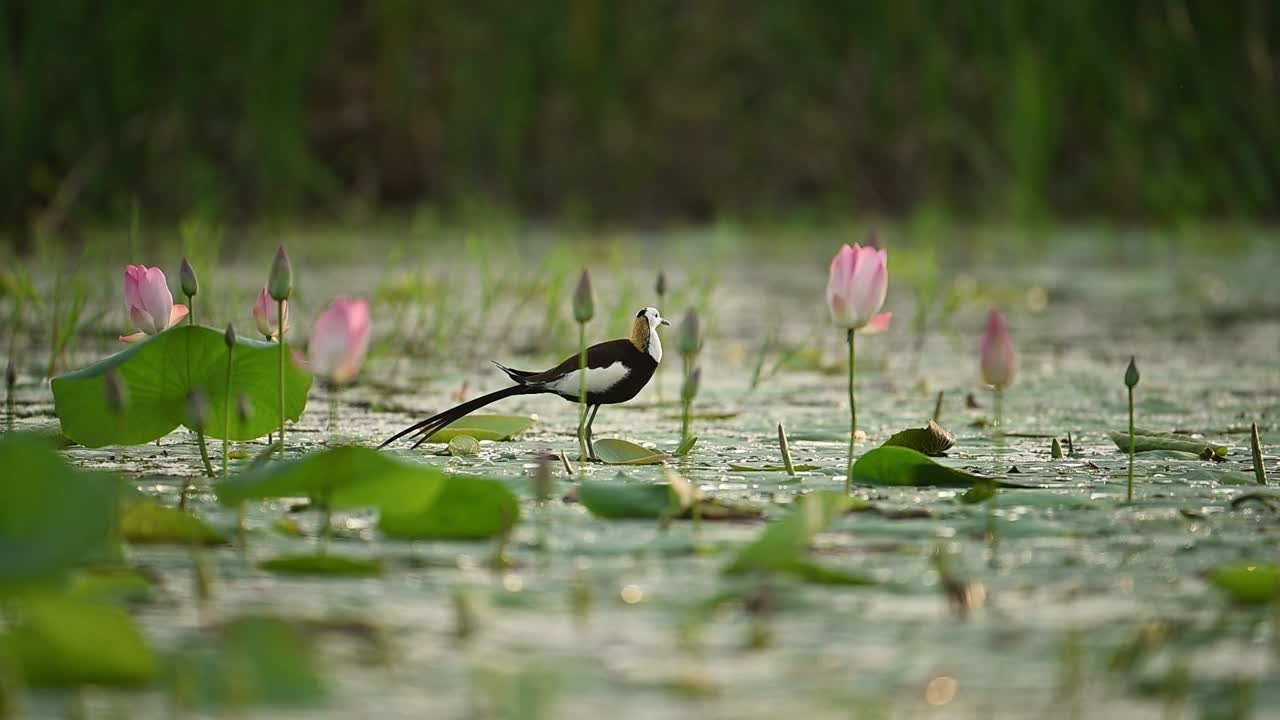 The light of sunset surrounds the Jacana in its natural habitat