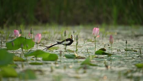 the light of sunset surrounds the jacana in its natural habitat