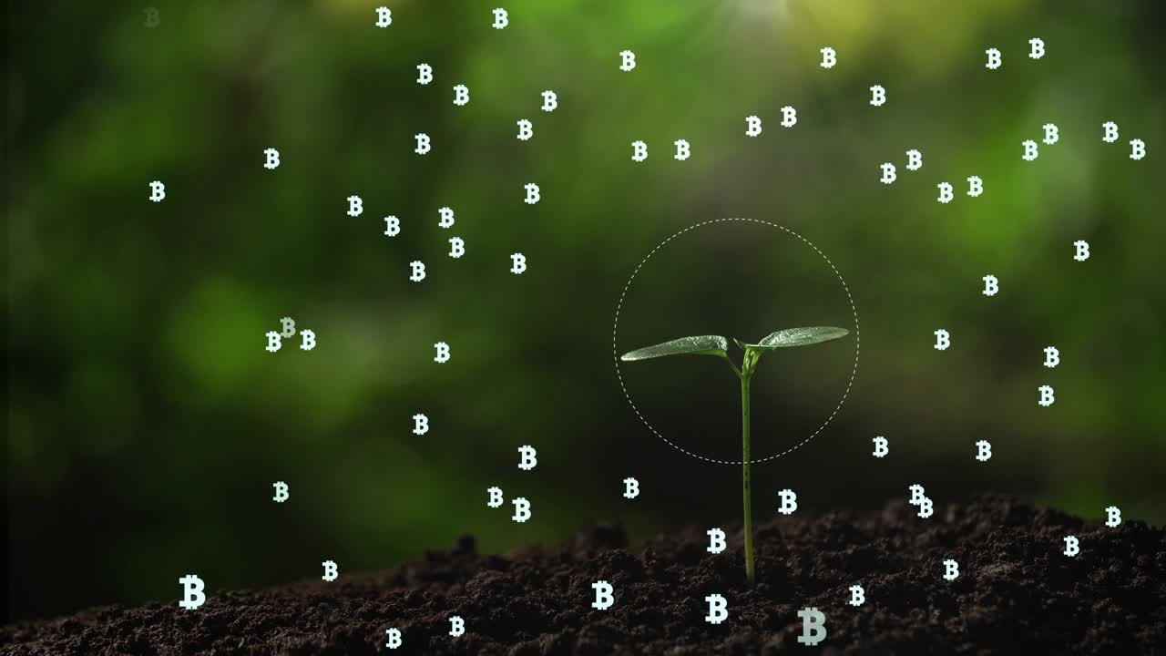 bitcoin money tree business growth concept. bitcoins sign hologram background.