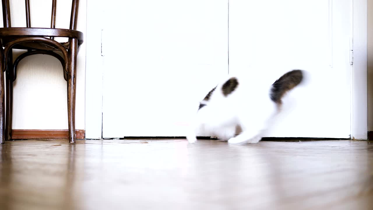 귀여운 고양이가 바닥에서 빨간 레이저 펜을 고 낮은 각도