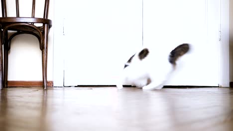 adorable cat chases red laser pen on floor low angle shot