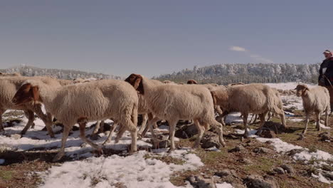 sheep cross a snowy, rocky field atop the high atlas mountains in morocco, guided by a shepard