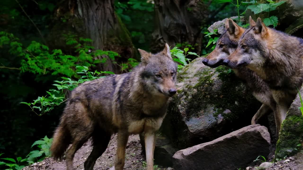 Premium stock video - Pack of brown wolves in the woods