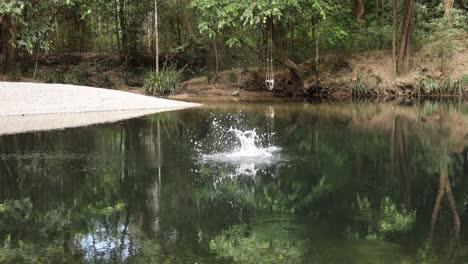 a stone creates ripples on a tranquil pond