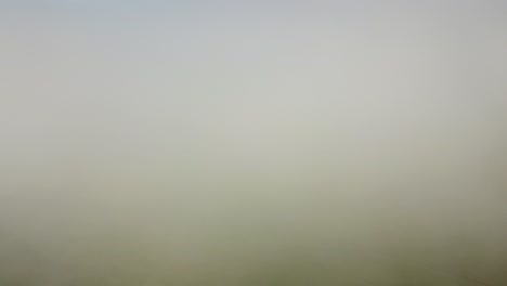 aerial white cloud cover the green paddy field.