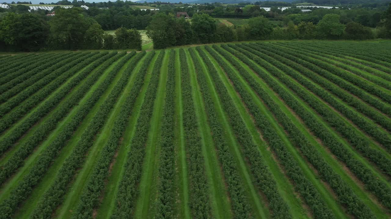 Luftfoto av blåbærfarmplantasje, droneopptak, 4K, sporing fra høyre til venstre