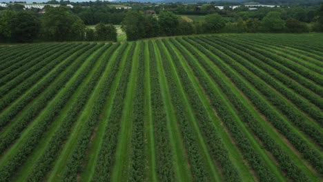 aerial view of blueberry farm plantation, drone shots, 4k, right o left truck