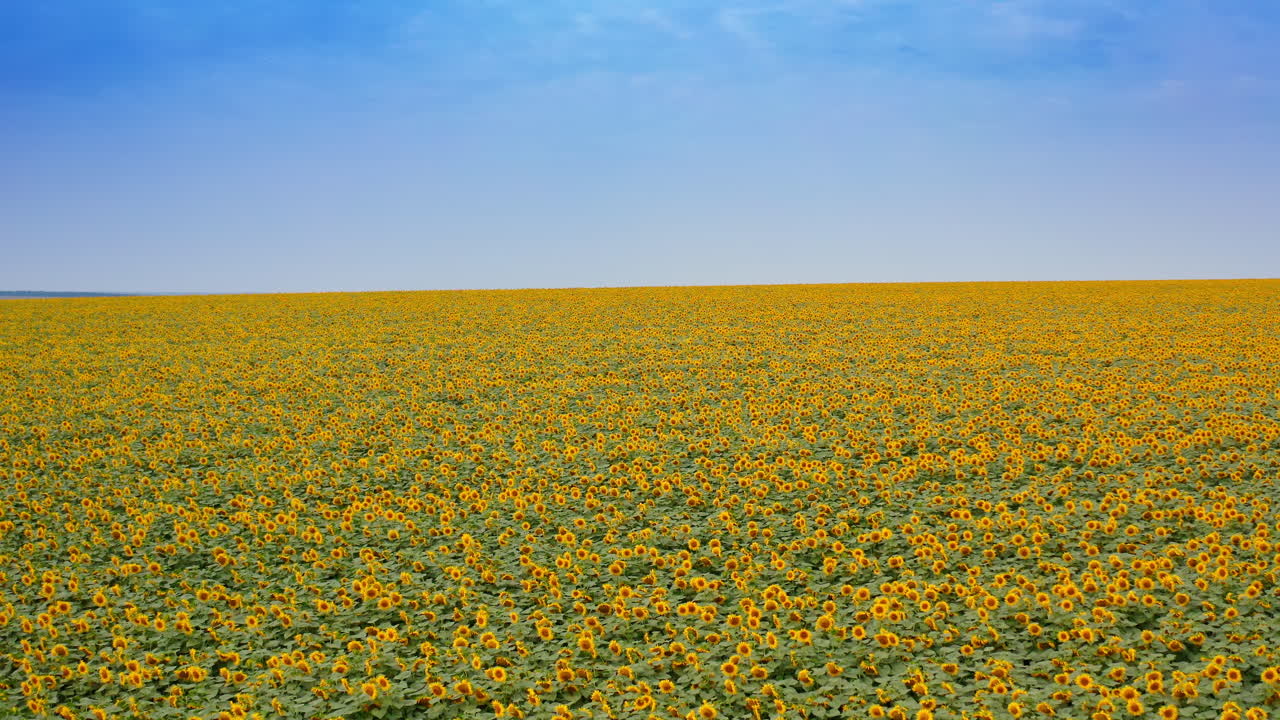 Yellow and blue contrast of nature. Beautiful sunflower field under blue clear sky. Large plantation of blooming agriculture seed plants in summer.