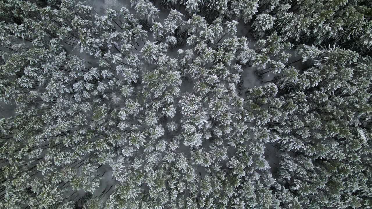 vista aérea de un bosque de pinos congelados con árboles cubiertos de nieve en invierno