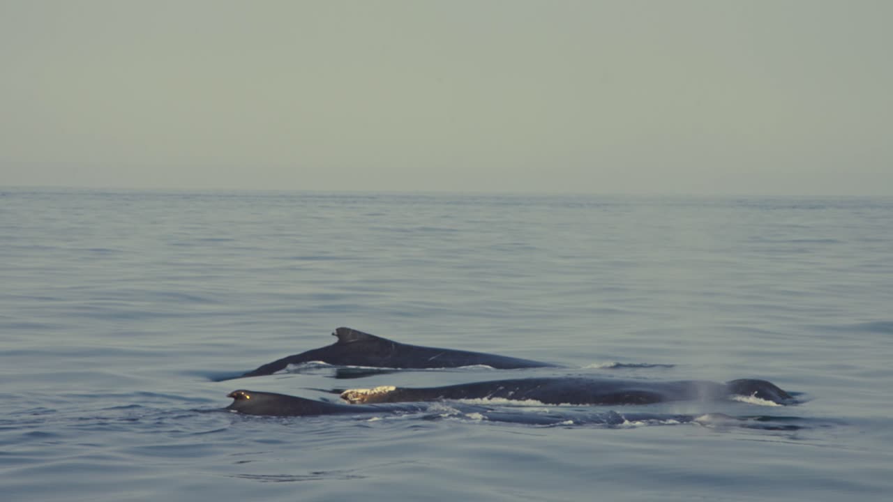 A pod of whales swimming together in the ocean with clear water and blue sky, captured in slow motion