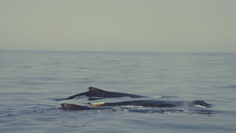 a pod of whales swimming together in the ocean with clear water and blue sky, captured in slow motion