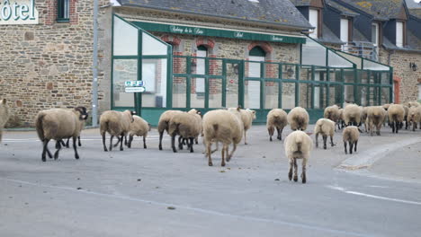 A-group-of-sheep-is-crossing-through-a-village-near-Mont-Saint-Michel