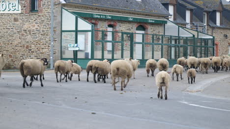 a group of sheep is crossing through a village near mont saint-michel