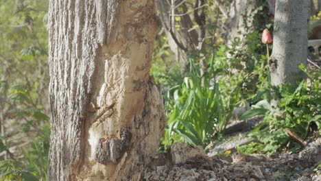 slow motion shot of an axe cutting off a piece of bark from a tree