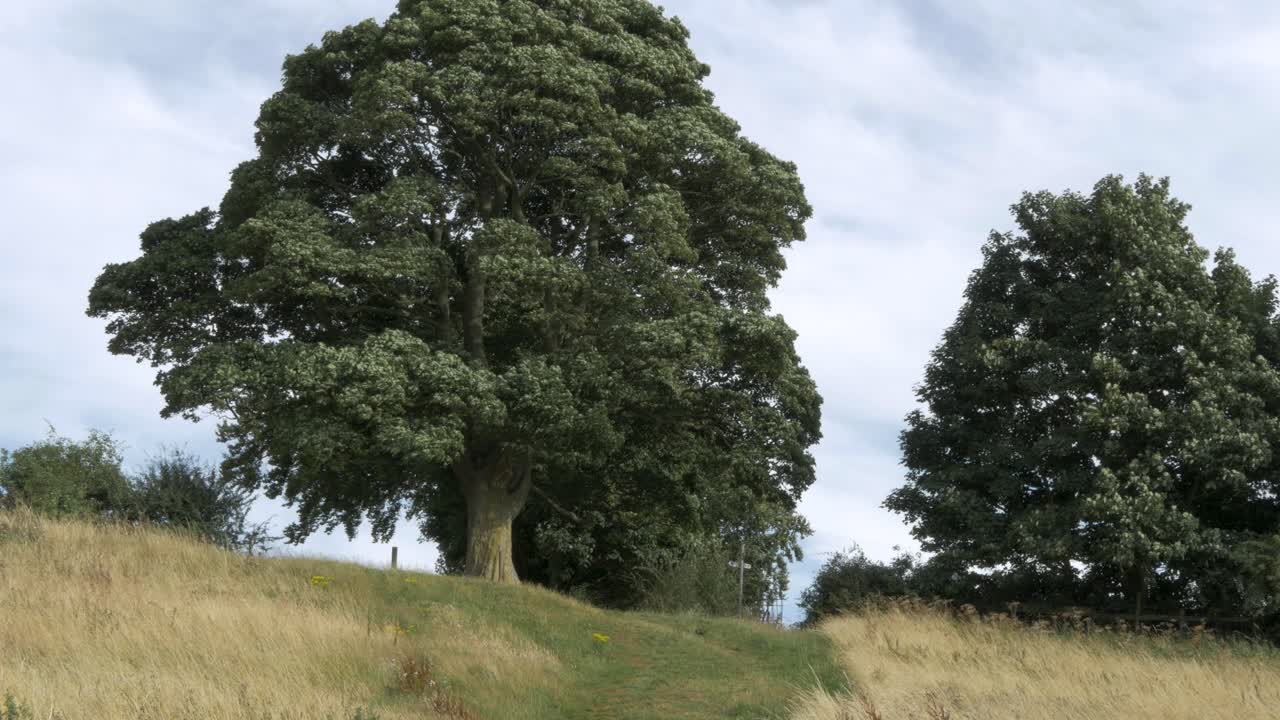 Tree on top of hill in a meadow. Sunny summer day