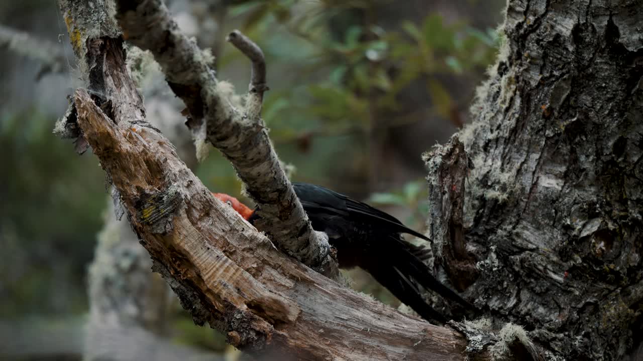 un pájaro carpintero magallánico picoteando una rama de un árbol en el bosque del parque nacional tierra del fuego, argentina.
