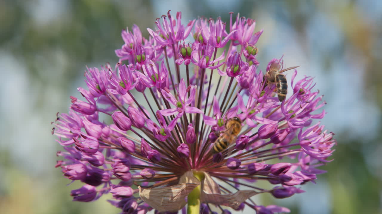 las abejas recogen néctar en una gran flor púrpura