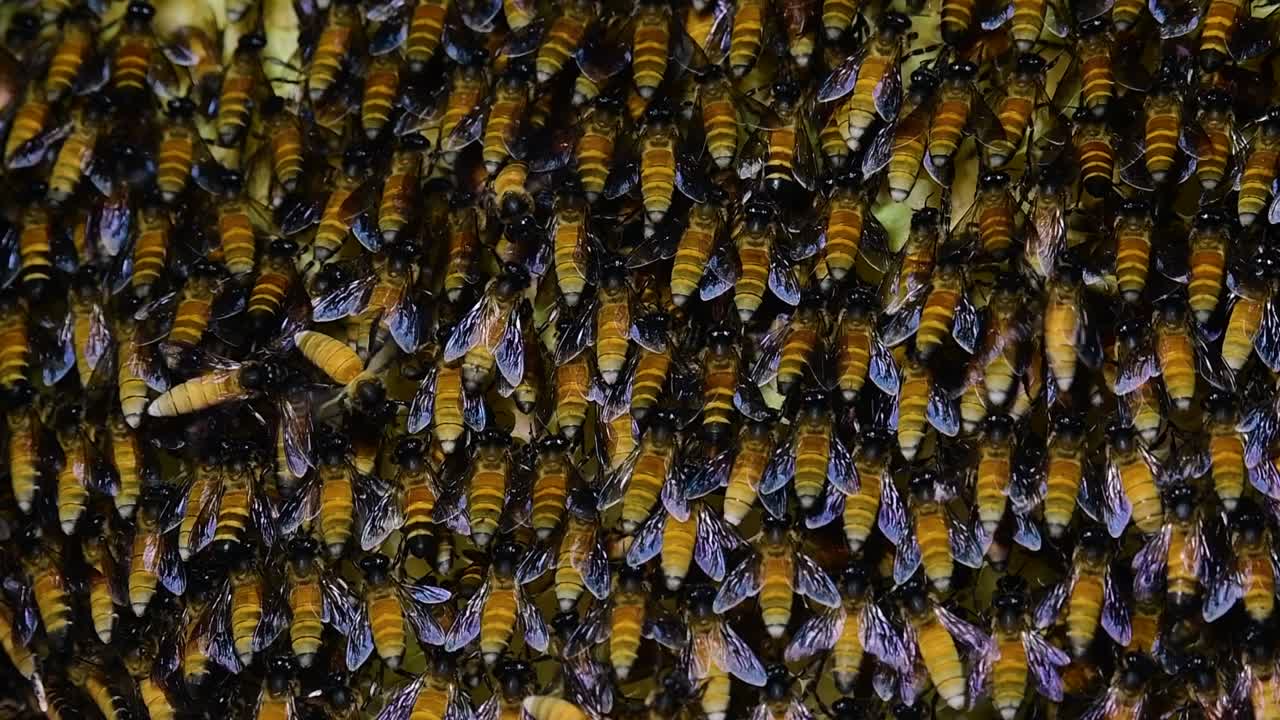 se sabe que las abejas melíferas gigantes construyen grandes colonias de nidos con bolsillos simétricos hechos de cera para almacenar miel como fuente de alimento.