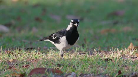 Elster-Lerchenvogel-Mit-Haltung-Geht-In-Zeitlupe-über-Gras