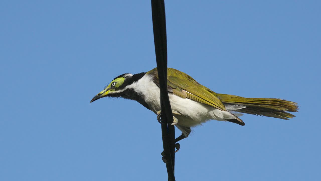 pájaro honeyeater de cara azul juvenil encaramado en una línea eléctrica