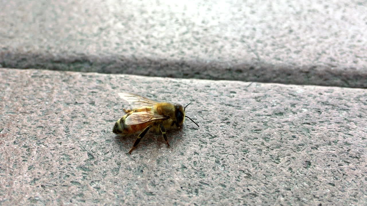 miel de abeja en el porche trasero