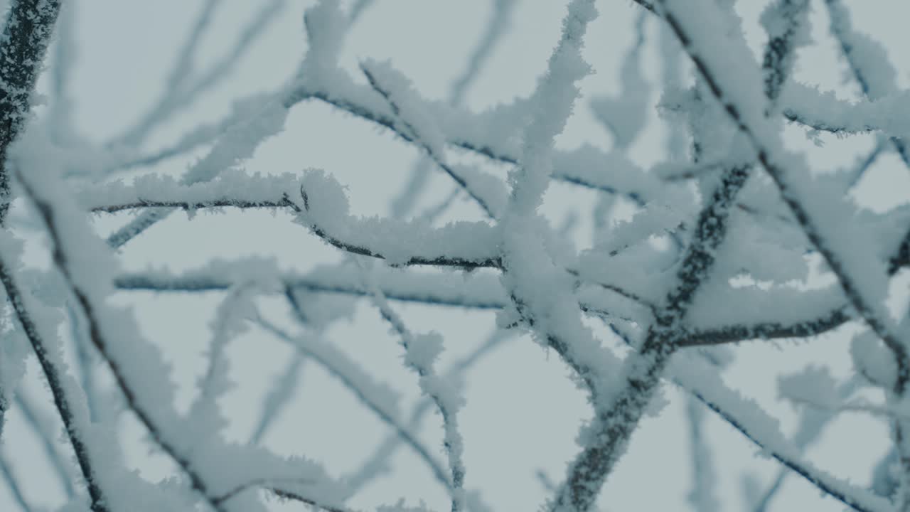 Close-up of snow-covered branches gently moving in the wind - Ireland