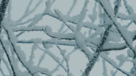 close-up of snow-covered branches gently moving in the wind - ireland