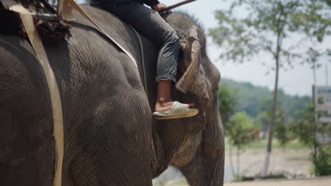 person riding an elephant