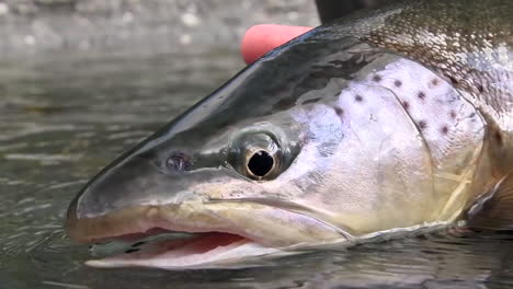 a big trout trophy