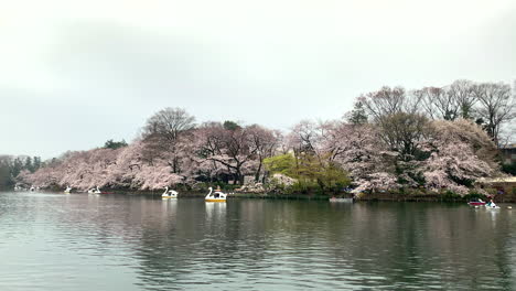 Flor-De-Cerezo-Y-Botes-De-Ganso-Junto-Al-Lago-Del-Parque-Inokashira