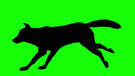 Silhouette-Eines-Laufenden-Wolfs,-Auf-Grünem-Bildschirm,-Seitenansicht