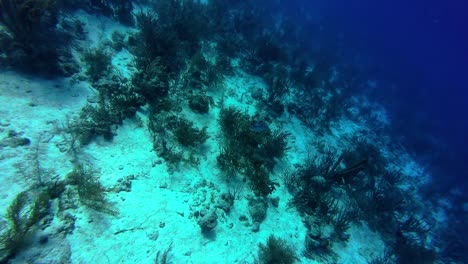 underwater scene showing a gloved hand with speargun hunt blue runner fish, amidst coral and sandy seafloor