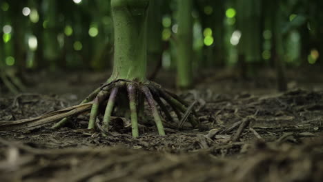 Corn-stalk-growing-from-the-soil