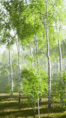 misty birch forest