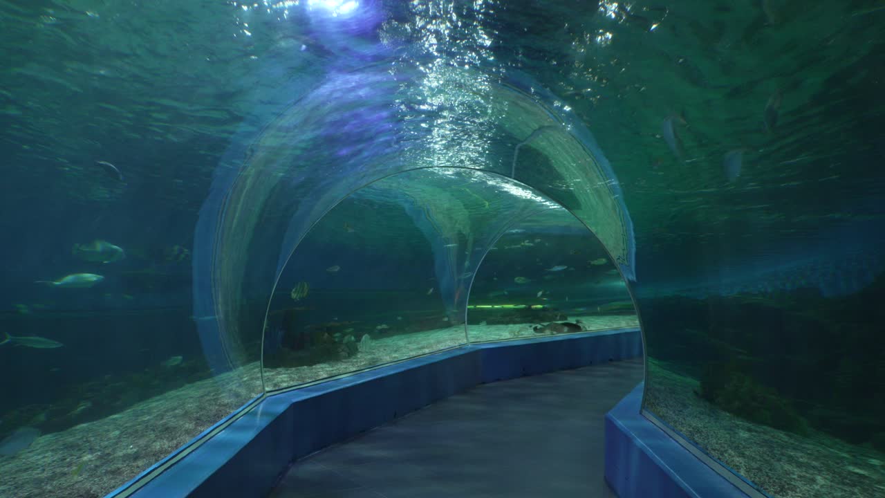 Ocean Park Manila Philippines Underwater tunnel aquarium exotic fish swimming