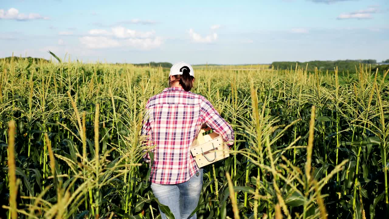 agricultor en un campo de maíz con una caja de madera
