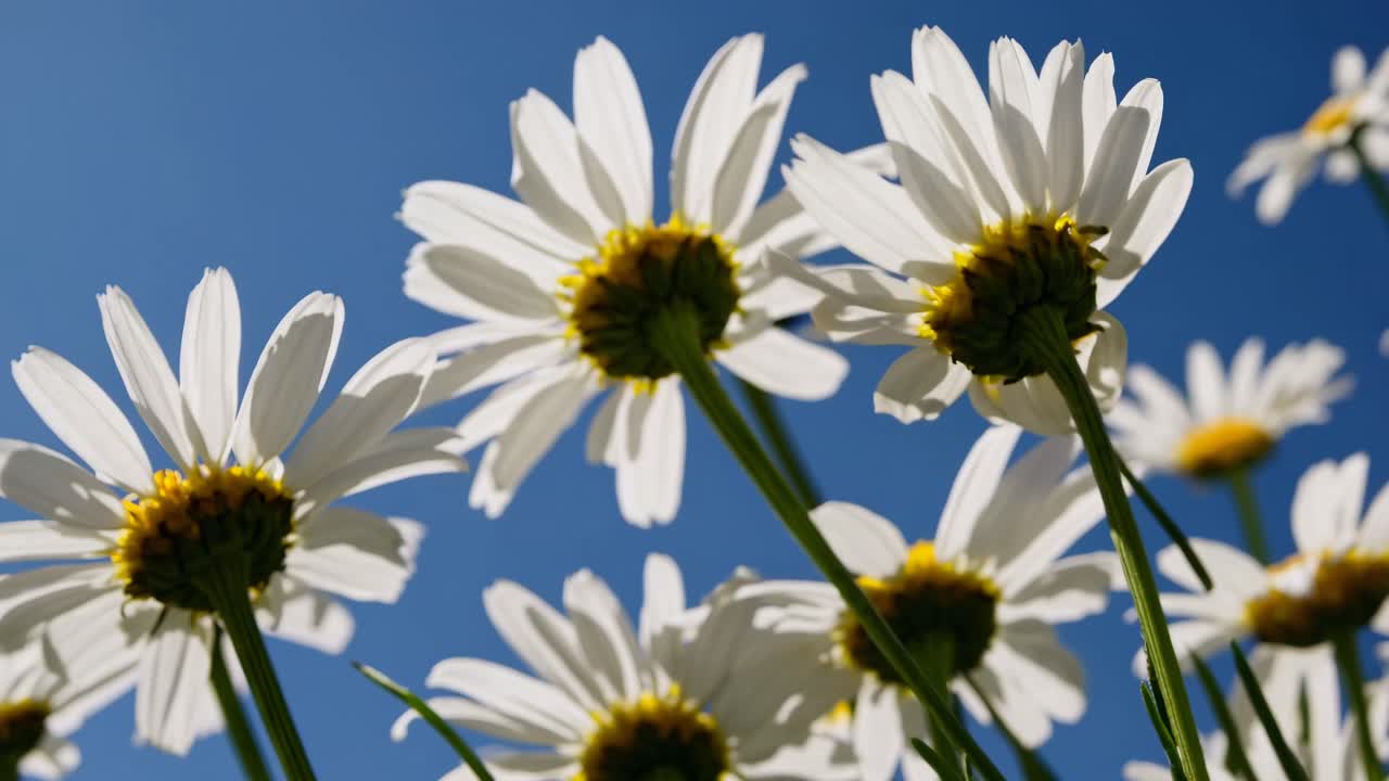 Low-angle shot of daisies against a clear blue sky, capturing a vibrant and uplifting nature scene