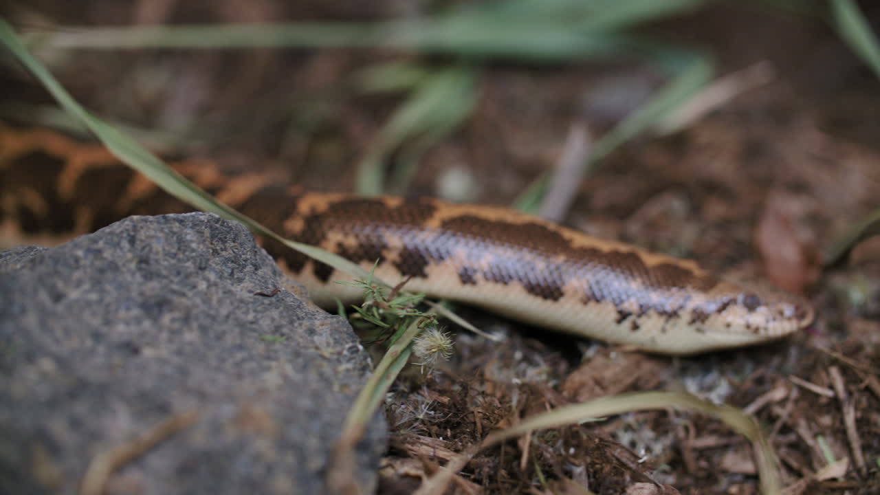 Panning shot of Kenyan Sand Boa in forest