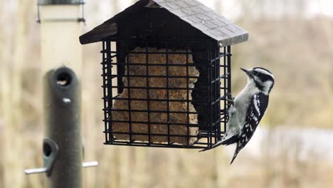 a downy woodpecker looks around while swinging on a suet bird feeder and eventually flies away flapping its wings repetitively in the background