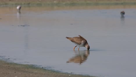 Seinen-Kopf-Ins-Wasser-Tauchend-Und-Nach-Dem-Schlammigen-Teil-Greifend,-Um-An-Seine-Nahrung-Zu-Kommen,-Gefleckter-Rotschenkel-Tringa-Erythropus,-Thailand