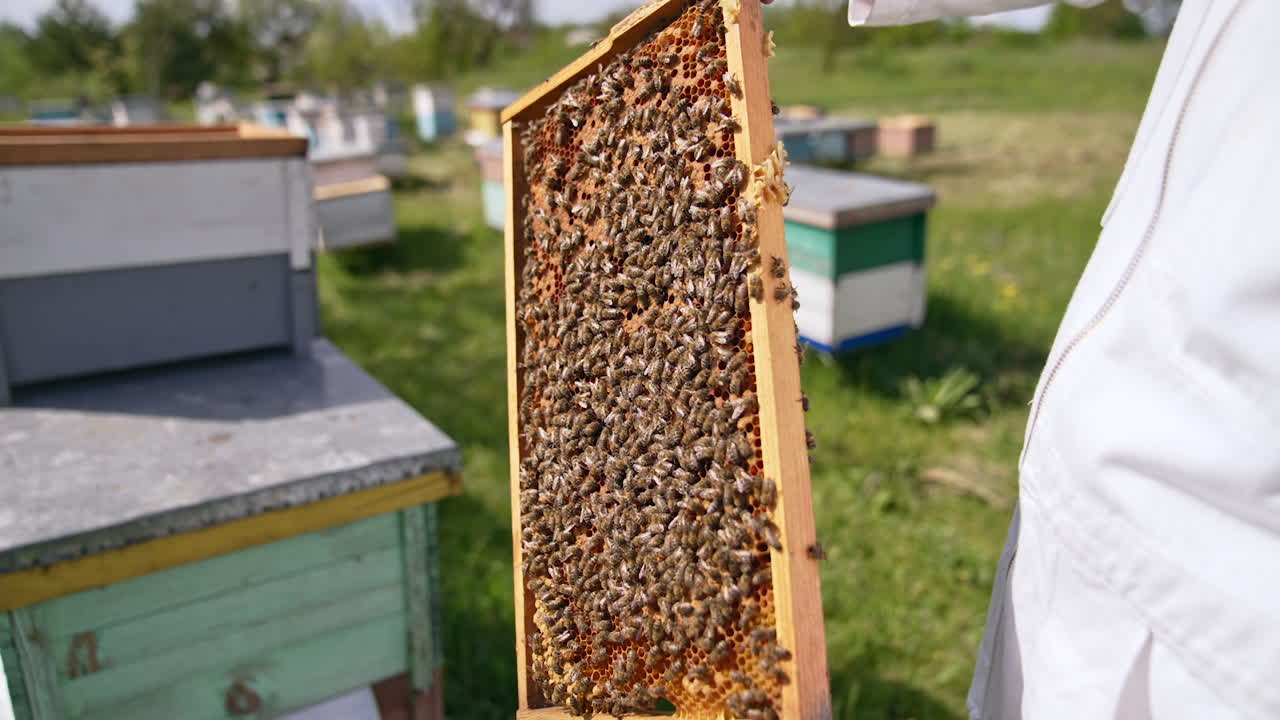 Beekeeper in white clothes turns the frame in his hands. Man watches carefully at the bee family covering densely the frame. Nature sunny day backdrop in blur.