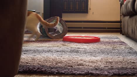 Cute-Kitten-Casually-Bats-And-Spins-Ball-Toy-Around-Track