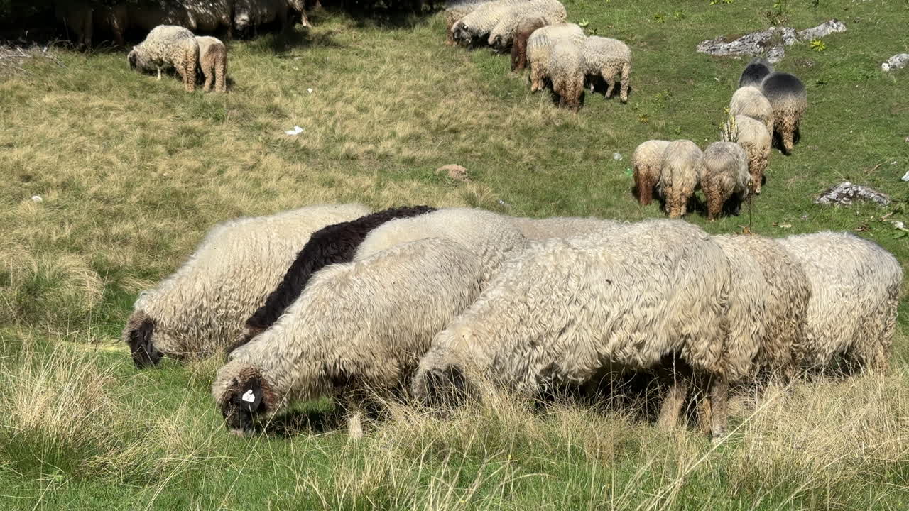 Flock of sheep with white, brown, and black wool grazing together on a grassy hillside in a rural mountain pasture. Traditional farming and countryside lifestyle