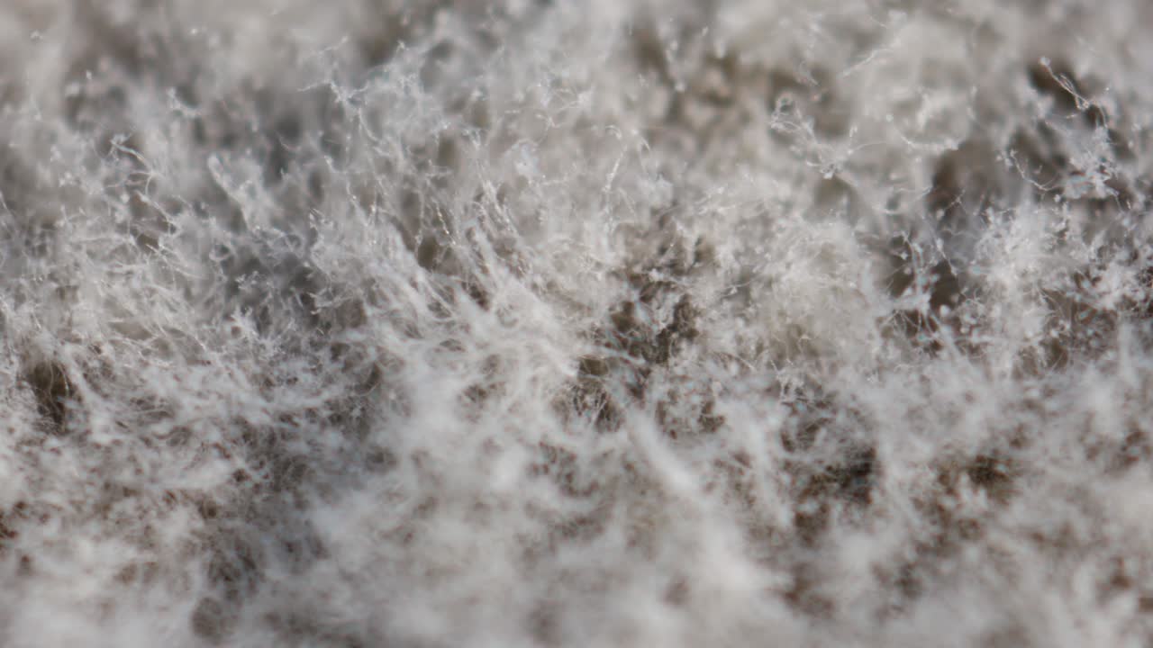 현미경 아래의 회색과 은 이: 식품 보존, 항생제 생산, 페니실린