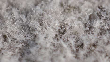 el moho gris y blanco bajo el microscopio. conservación de alimentos. producción de antibióticos. penicilina.