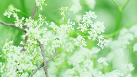 delicate white flowers in a lush green setting