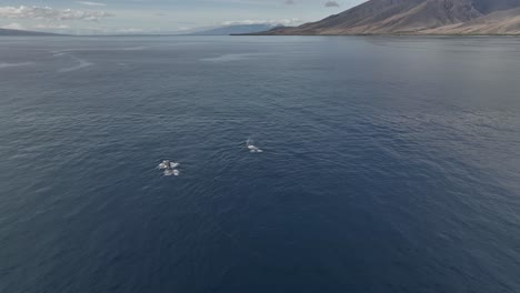 Antena-De-Dos-Ballenas-Jorobadas-Buceando-Bajo-El-Agua-Frente-A-La-Costa-Del-Oeste-De-Maui