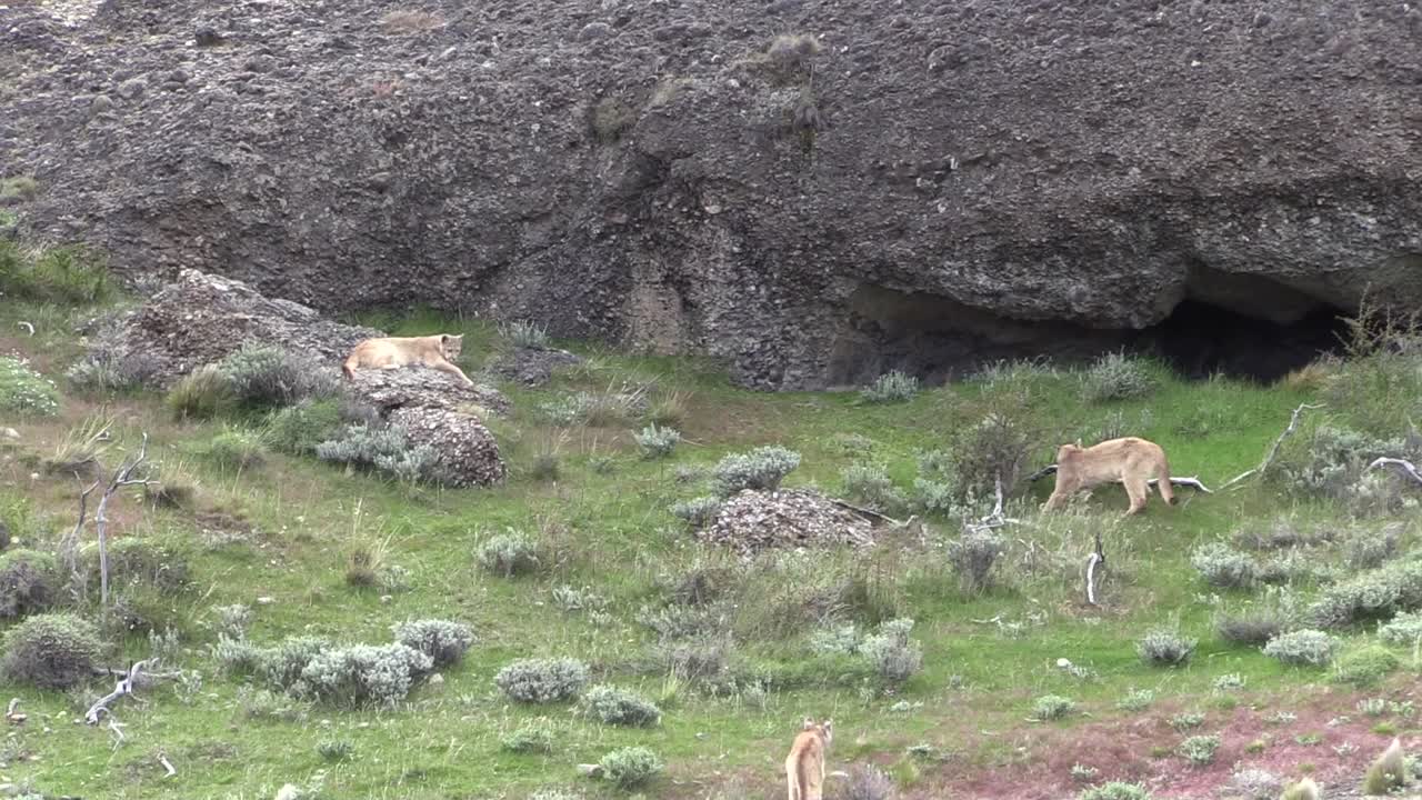 adorables cachorros de puma jugando, saltando y rodando junto a la entrada de su guarida en la patagonia.