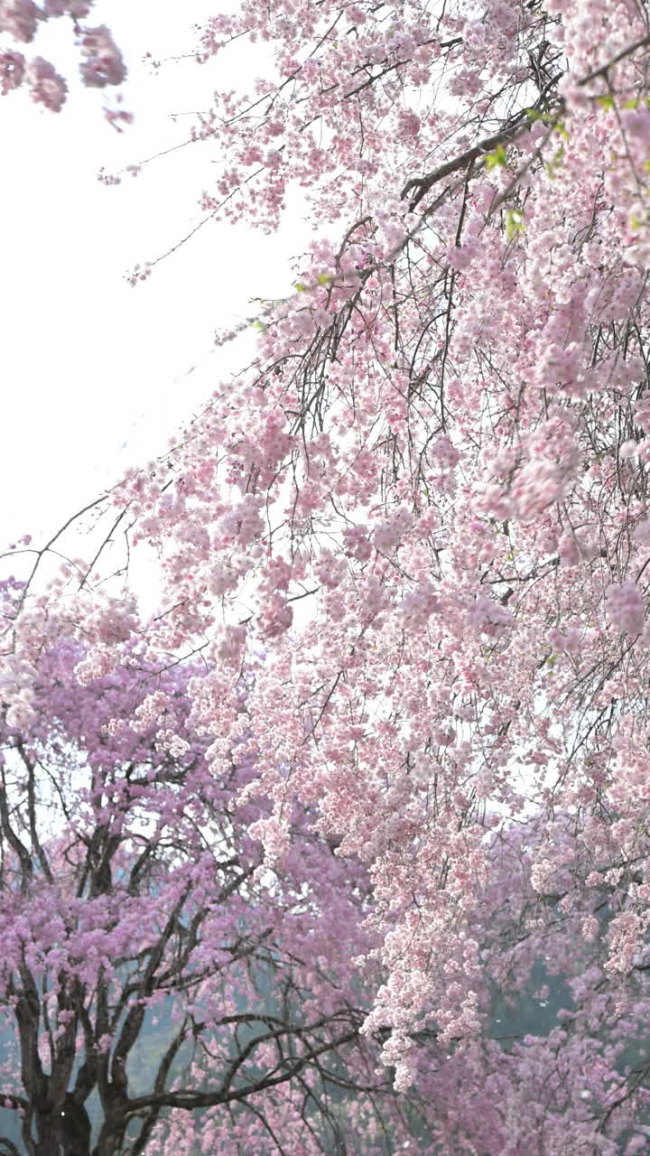 İlkbaharda Çiçek Açan Kiraz Ağaçlarından Dökülen Sakura Yaprakları